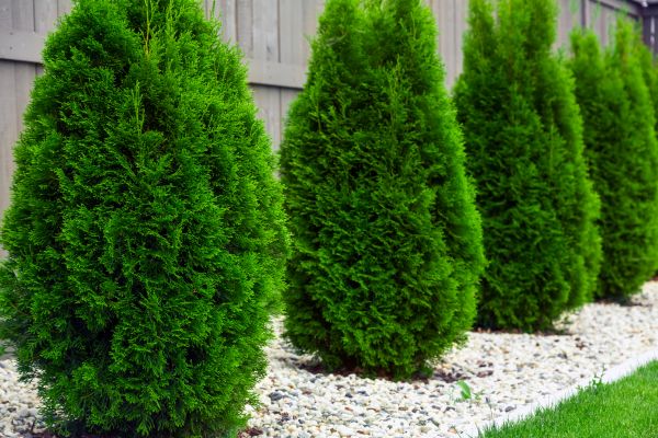 Arborvitae Planting in North Tonawanda