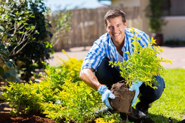 Bush Planting Service in North Tonawanda