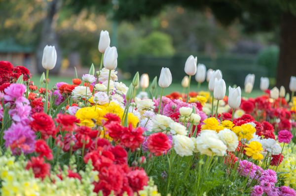 Gardening Service in North Tonawanda