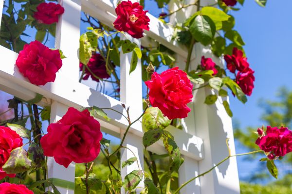 Home Gardening Service in North Tonawanda