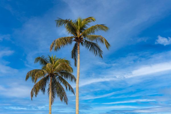 Palm Tree Planting in North Tonawanda