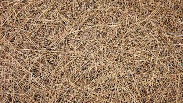 Pine Needles Delivery in North Tonawanda