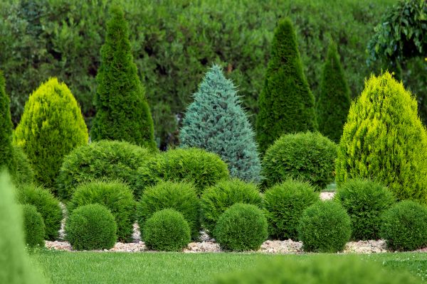 Shrub Replacement in North Tonawanda