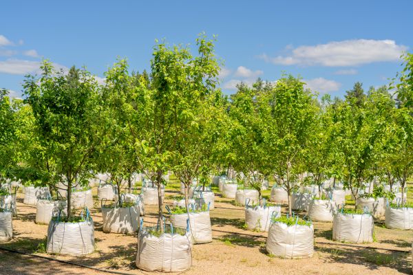 Tree Planting Service in North Tonawanda