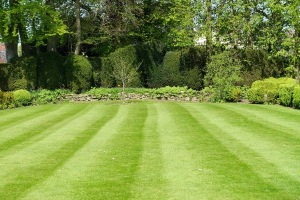 Lawn Renovation in North Tonawanda