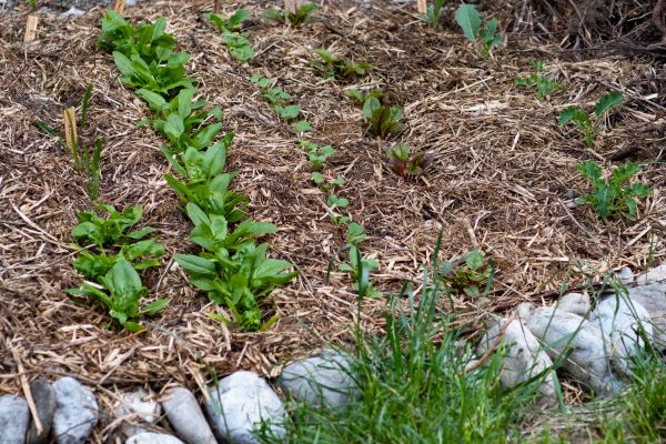 Mulch Service in North Tonawanda