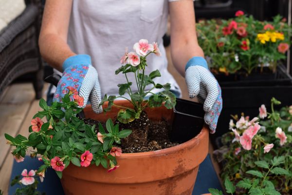 Plant Care Service in North Tonawanda