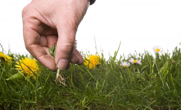 Lawn Weeding in North Tonawanda