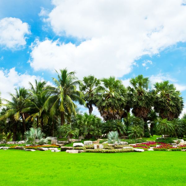 Tropical Landscaping in North Tonawanda