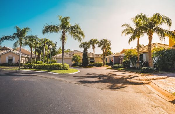 Palm Tree Landscaping in North Tonawanda