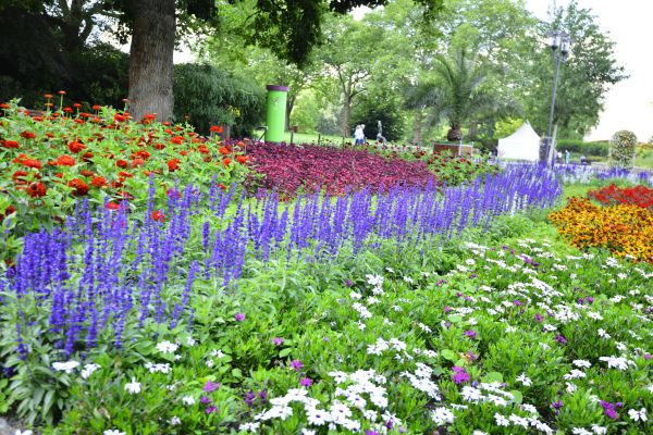 Perennials Planting in North Tonawanda