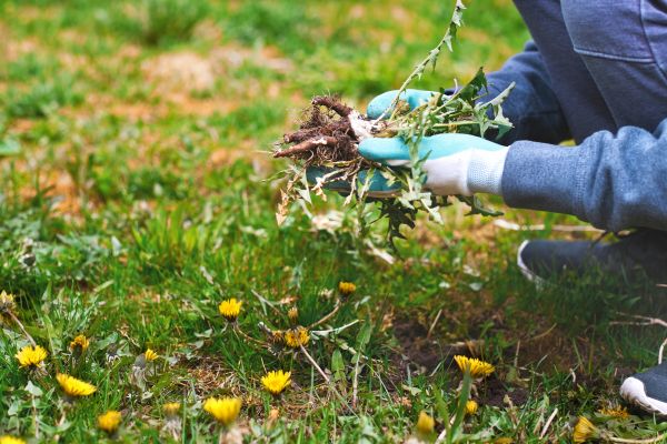 Flower Bed Clearing in North Tonawanda