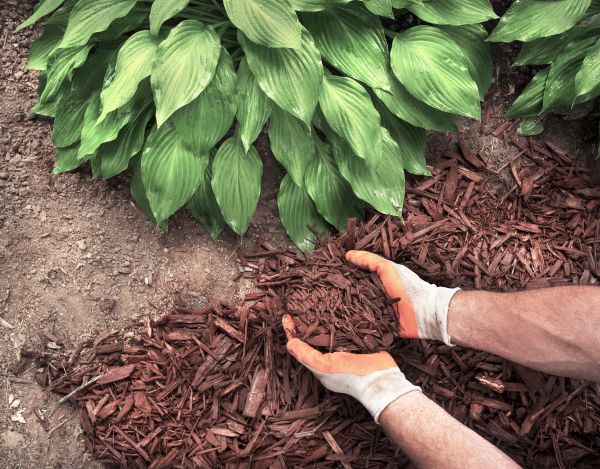 Bark Spreading in North Tonawanda