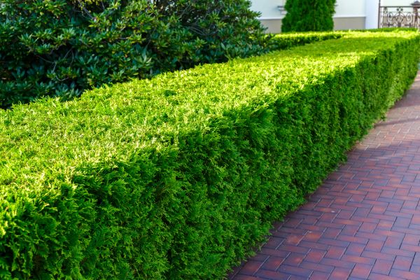 Hedge Installation in North Tonawanda
