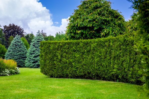 Hedge Landscaping in North Tonawanda