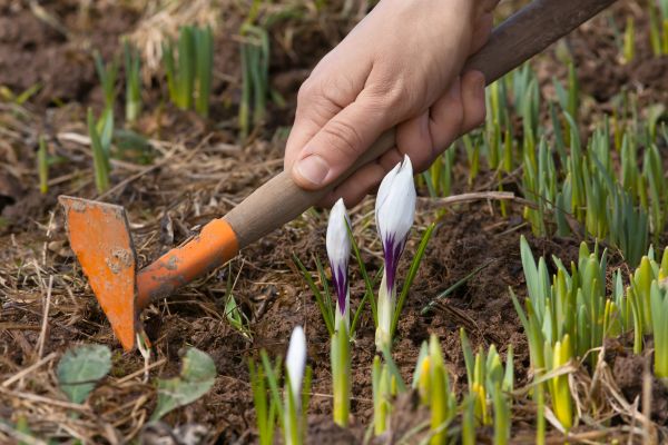 Flower Garden Weeding in North Tonawanda