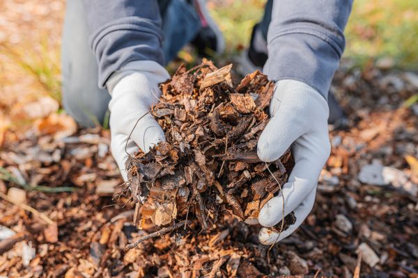 Shredded Mulch Installation in North Tonawanda