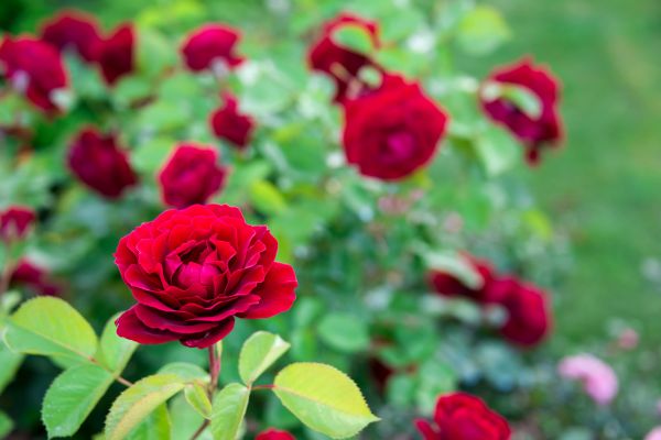 Rose Planting in North Tonawanda