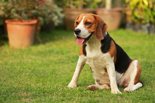 Dog Friendly Landscaping in North Tonawanda