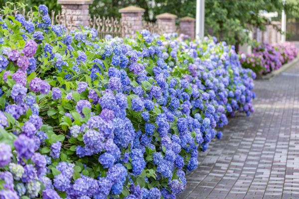 Hydrangea Landscaping in North Tonawanda