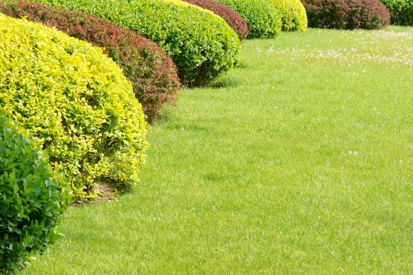 Shrubbery Planting in North Tonawanda