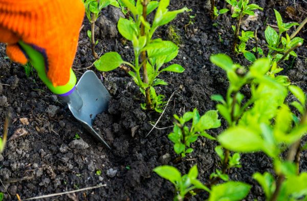 Hydrangea Planting in North Tonawanda