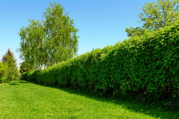 Hedge Replacement in North Tonawanda