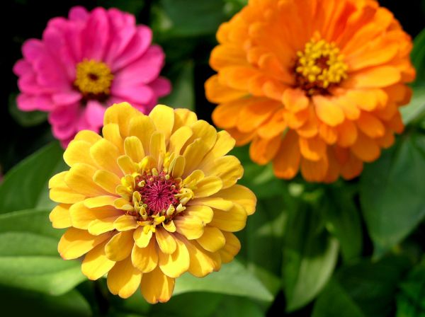 Zinnia Planting in North Tonawanda