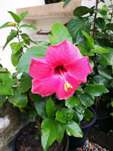 Hibiscus Planting in North Tonawanda