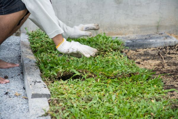 Ground Cover Planting in North Tonawanda
