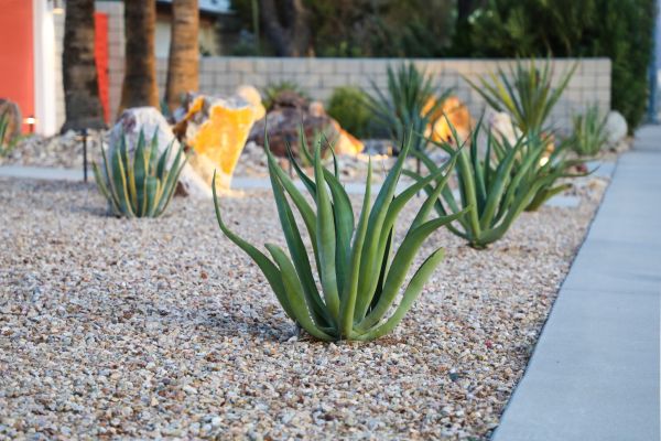 Drought Resistant Landscaping in North Tonawanda
