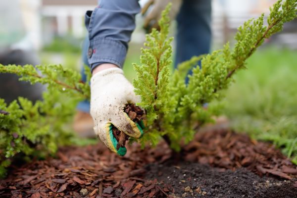 Church Mulching in North Tonawanda