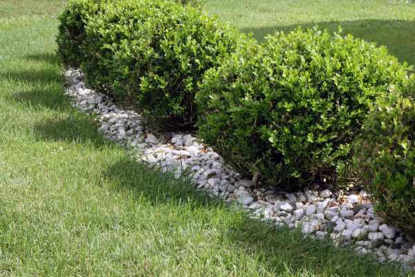 Boxwood Planting in North Tonawanda