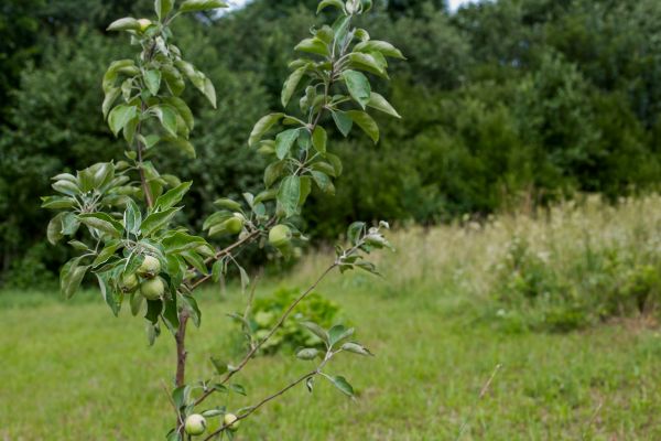 Apple Tree Planting