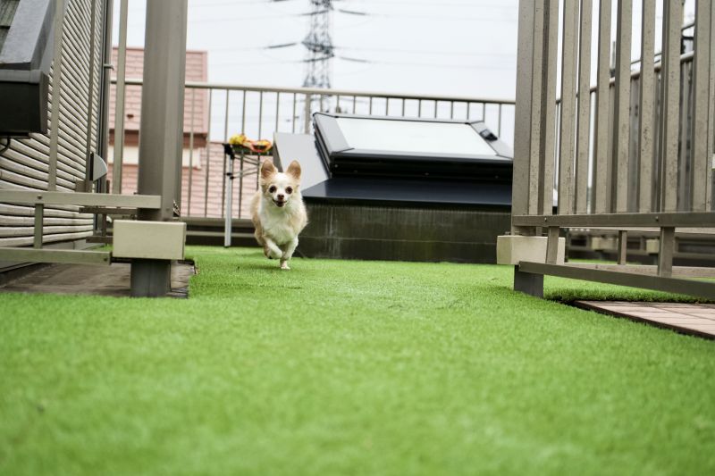 Pet Friendly Turf Installation
